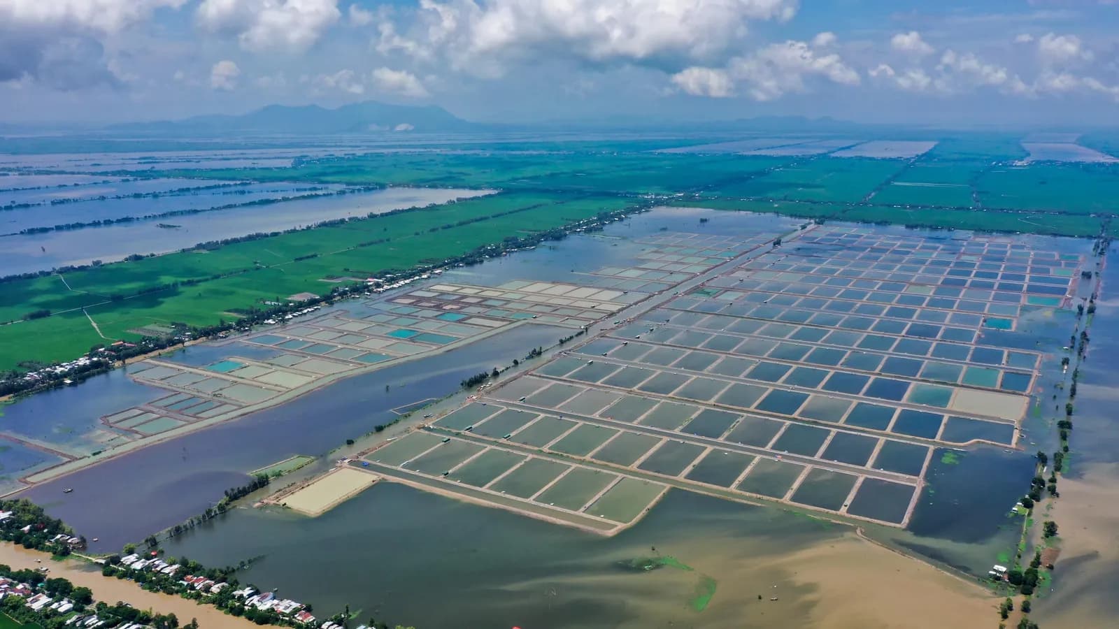Nam Việt (Navico)