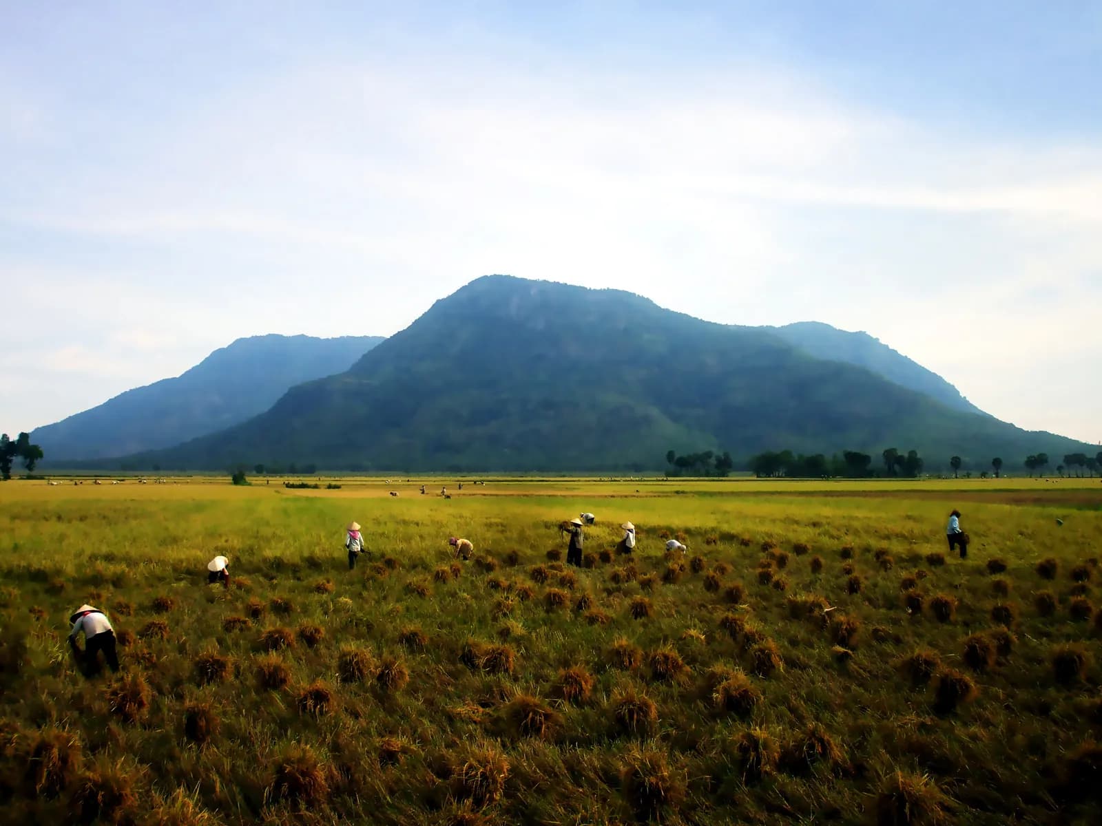 Giá lúa gạo tại An Giang ngày 27/9/2026: trong nước ổn định, xuất khẩu giảm nhẹ
